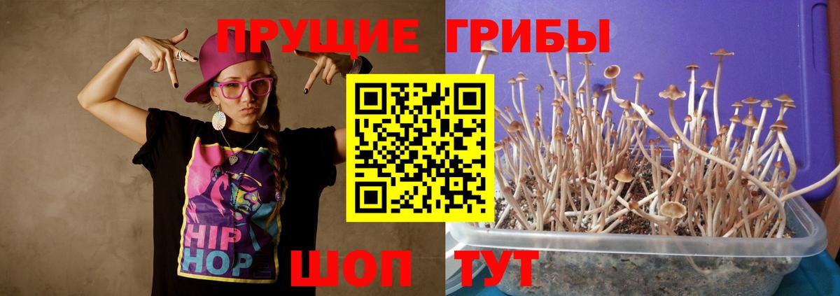 Псилоцибиновые грибы мицелий  Вход с VPN  Псилоцибиновые грибы GOLDEN TEACHER  Лесосибирск 